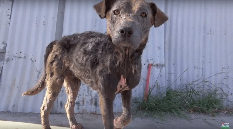 15 imágenes de perros a los que no les importa cuanto dinero tienes