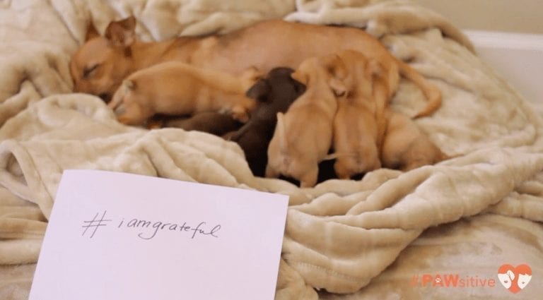 Después de ser abandonada, atropellada y pasar 2 días en coma esta perrita sorprendió a todos