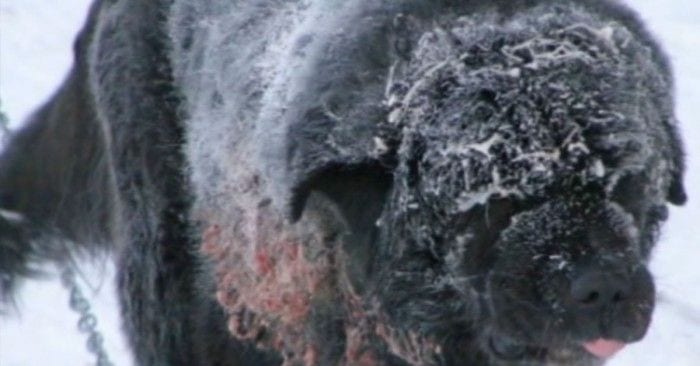 perro encadenado nieve