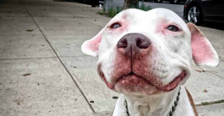 Desde que fue rescatado, este es el perro más feliz del mundo y su cara lo demuestra