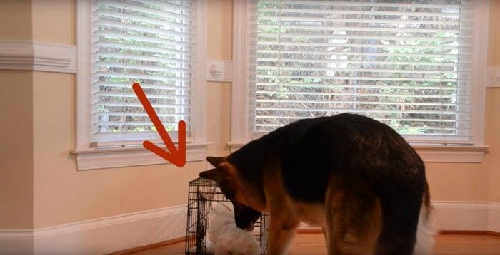 perro rescate jaula destacada