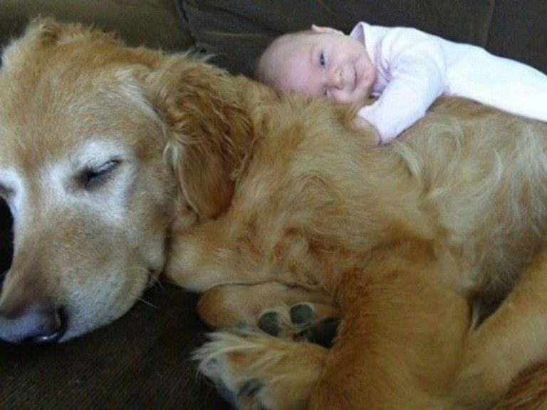 Un perro que convive con 6 niños huye a casa del vecino para poder dormir la siesta