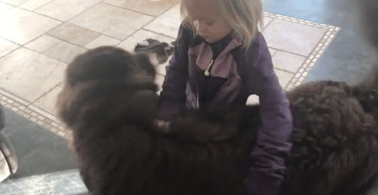 Perro entra en grave crisis por separación cuando su humana se va al colegio