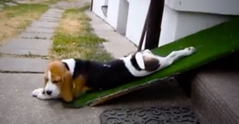 Este vídeo demuestra que los perros pueden ser los animales más vagos del planeta