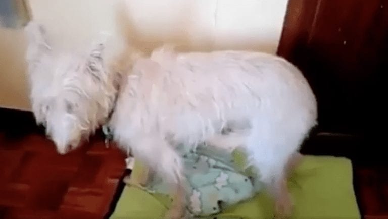 Para nosotros solo es el ruido de un petardo, pero ¿sabes lo que puede llegar a suponer para un perro?