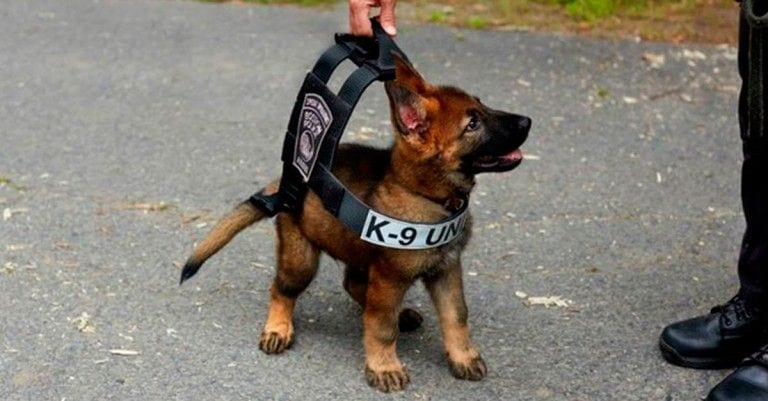 23 adorables cachorros entrenando para ser los futuros perros policía que te protegerán
