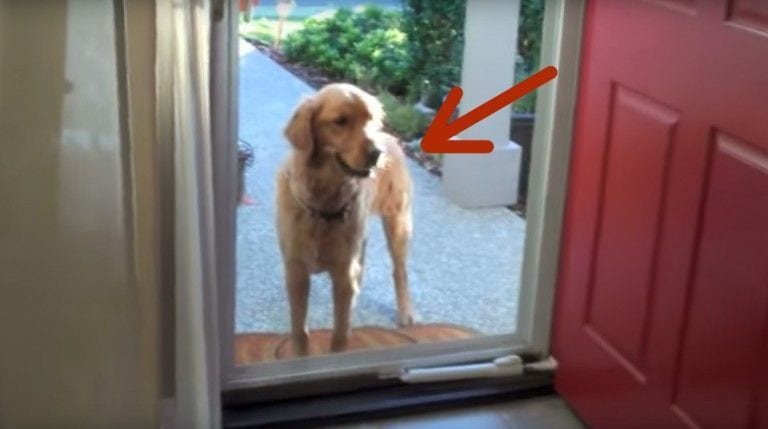 Esta es la razón de que los perros «vean» puertas invisibles