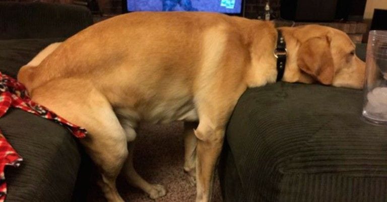 20 perros que saben cómo saltarse lo que ellos consideran reglas sin sentido