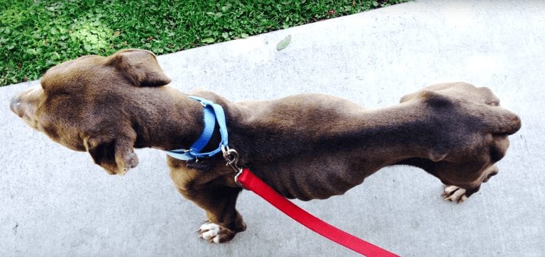 Gracias a una conversación fortuita, una mujer acaba salvando la vida de un valiente pit bull en situación de maltrato