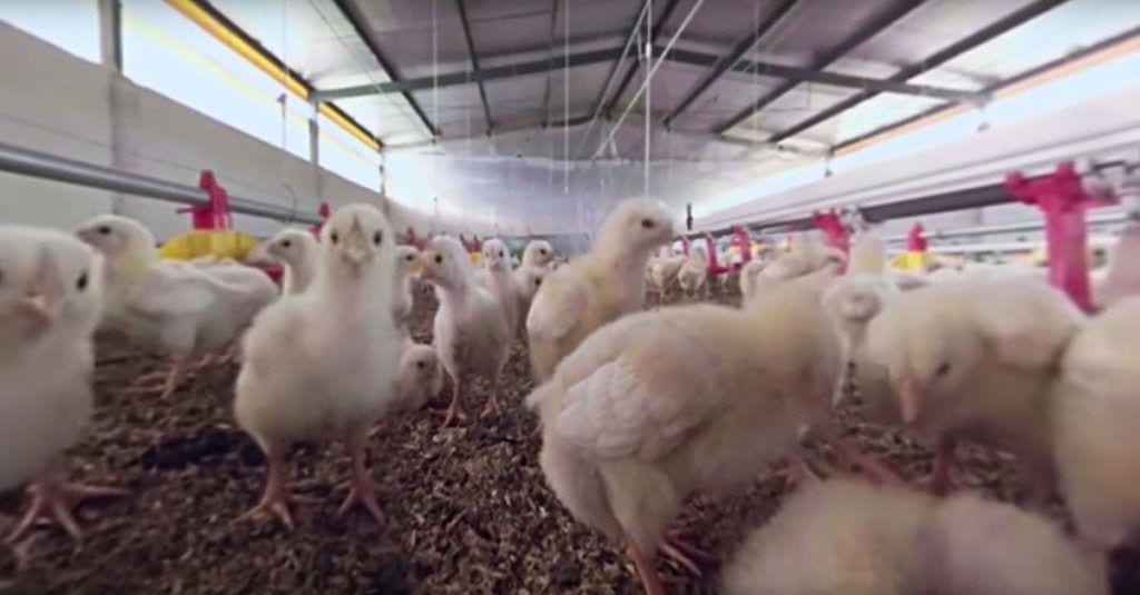 pollito vida matadero