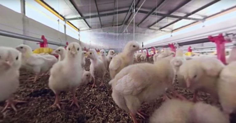 Mira la vida de un pollito a través de sus ojos y cómo debemos cambiar la industria cárnica
