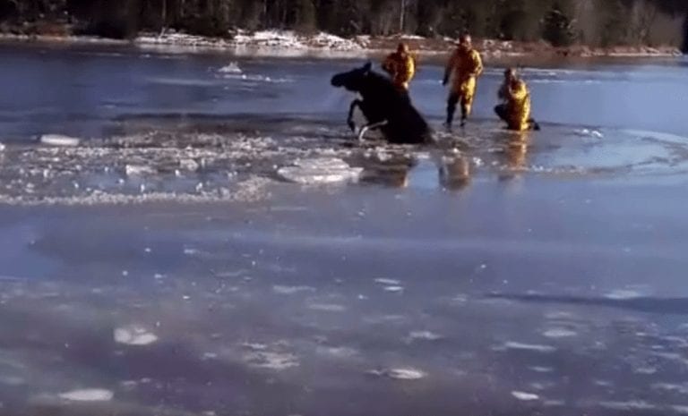 Un alce queda atrapado en mitad de un río congelado y protagoniza un rescate espectacular