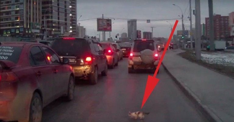 Un hombre salva a un gatito que salta a una carretera atestada de coches