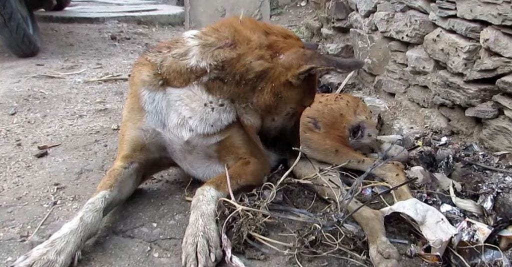 rescate india perro sidney dest