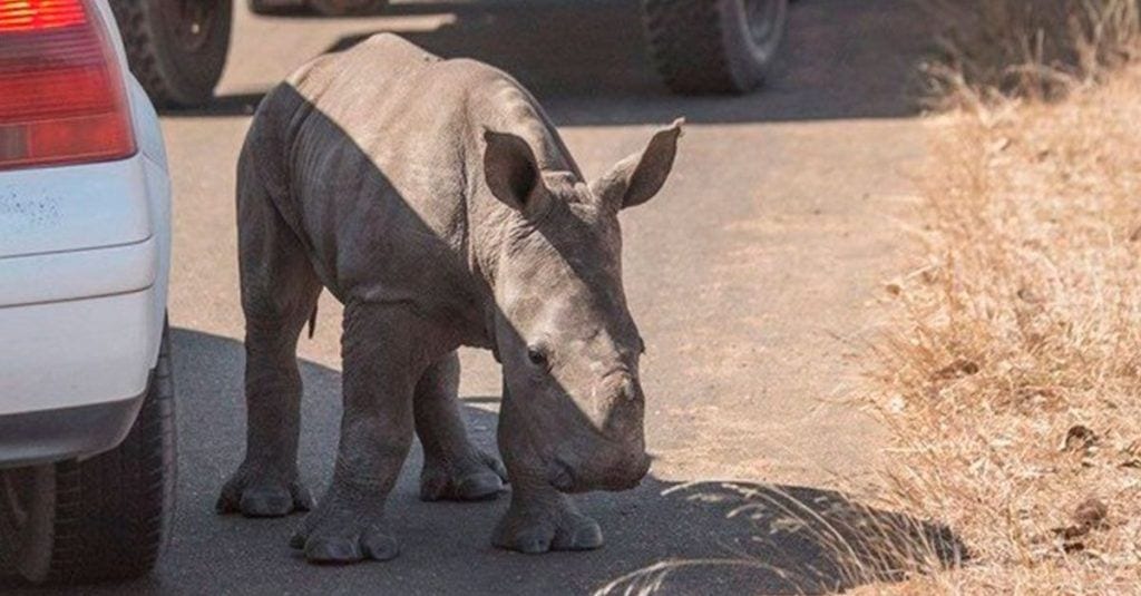 rinoceronte carretera furtivos