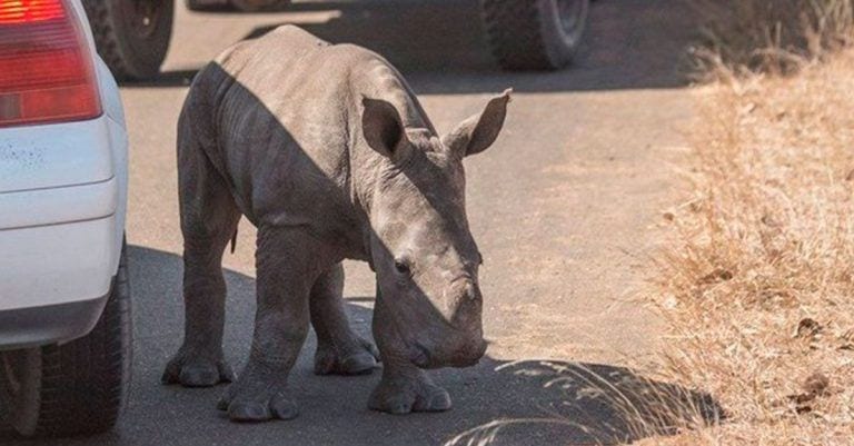 Encuentran a una cría de rinoceronte moribunda que perdió a su madre a manos de furtivos