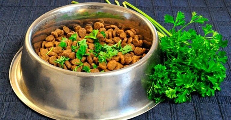 15 trucos geniales que tienes que conocer si vives con un perro