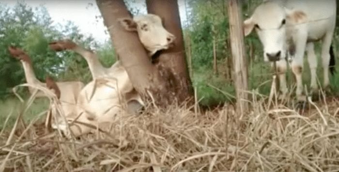 vaca atrapada arbol