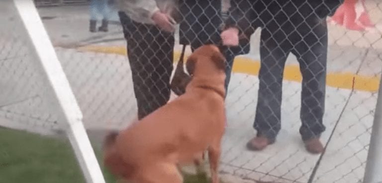 Una familia reconoce a su perra perdida en una protectora y lo que hacen te romperá el corazón