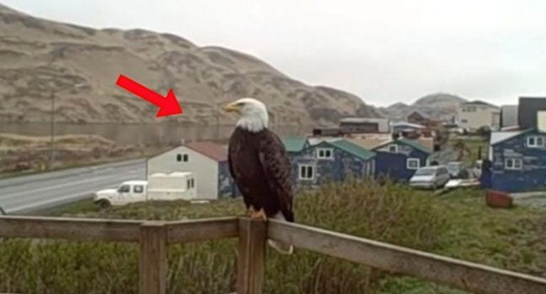 Una águila se hace amigo de un gato y lo visita cada día