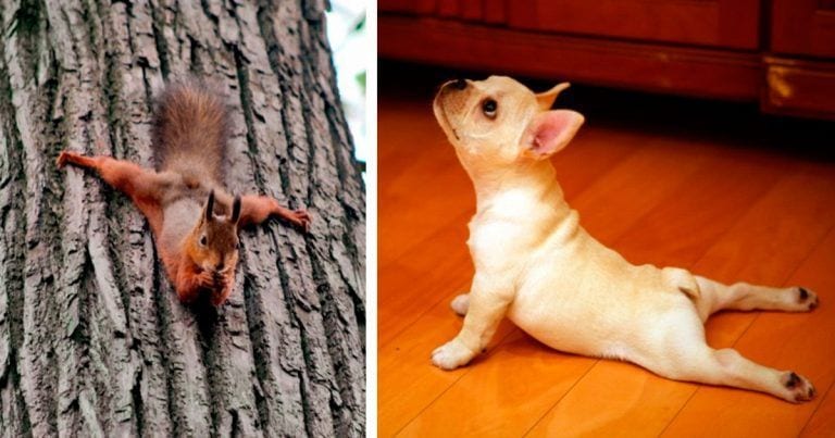 15 animales que sí se han tomado en serio el propósito de ponerse en forma