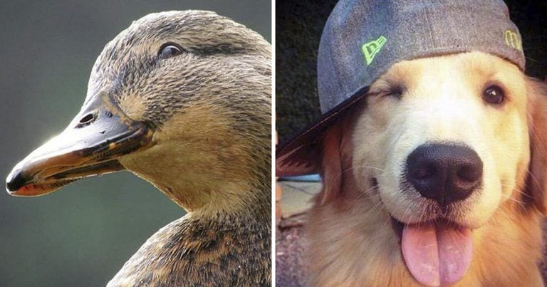 20 animales más fotogénicos que tú