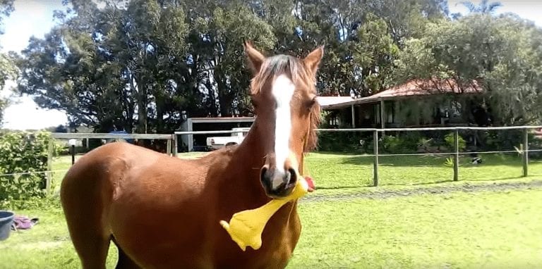 En cuanto veas a este caballo jugar con sus juguetes favoritos, te vas a poner de buen humor