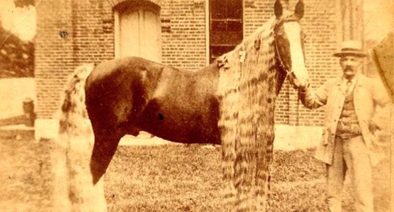 La raza de caballos de Oregón, tratados como una divinidad en el siglo XIX