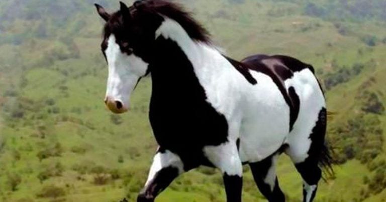 22 caballos que parecen obras de arte vivas