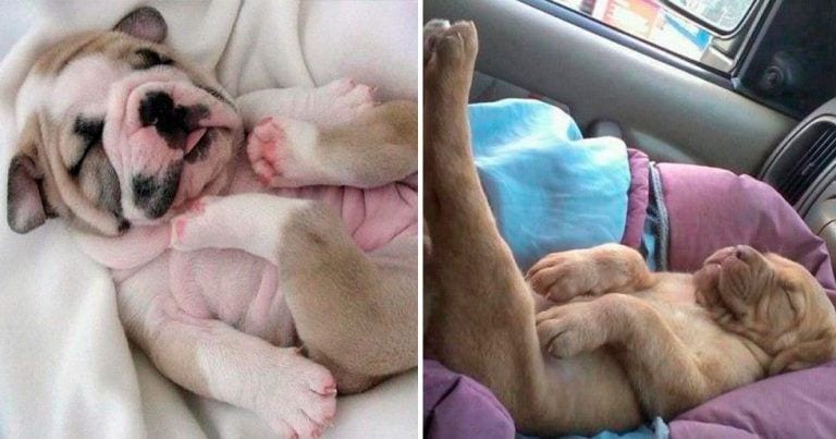 15 imágenes de cachorros durmiendo que te van a dar mucho sueño