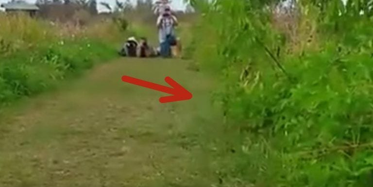 Lo que aparece de entre los arbustos es algo que creías que sólo podrías ver en una película