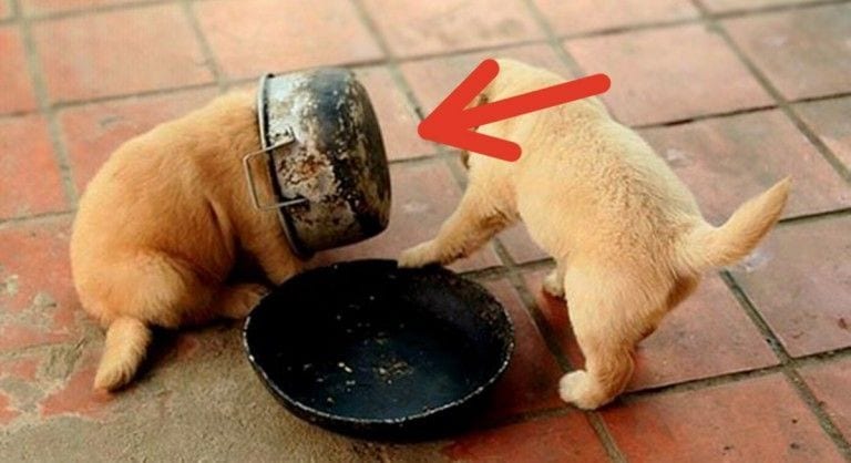 20 perros que te harán morir de risa a la vez que te sientes culpable