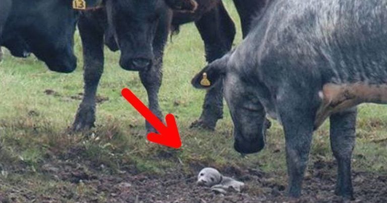Un grupo de 30 vacas le salva la vida a una bebé foca
