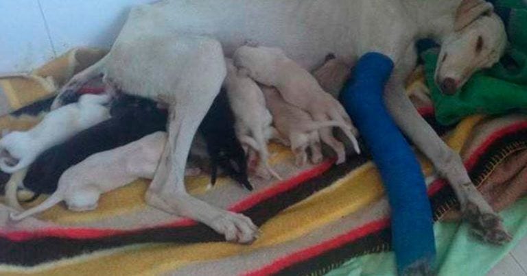 Esta perra recorrió más de 3 kilómetros con la pata rota para salvar a sus cachorros