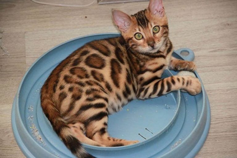 Thor es un gato muy especial: es un auténtico tigre de bengala en miniatura
