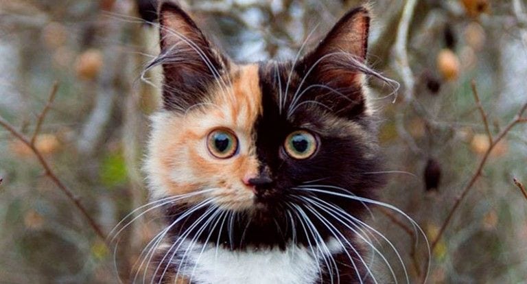 Conoce a Yana, la gata con dos caras que te va a enamorar