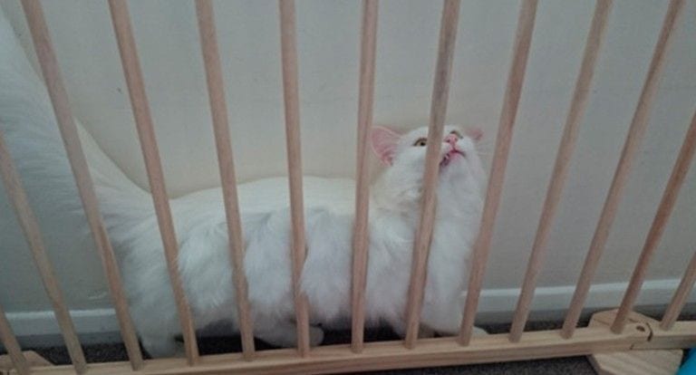 24 gatos a los que las cosas no les han salido como esperaban