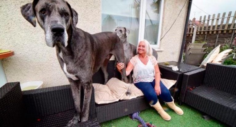 El perro más grande del mundo come al mes lo que 12 humanos y en 4 años ha destrozado 23 sofás