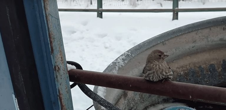 Este gorrión quedó pegado a la barra por el hielo. Por suerte, un hombre hizo algo por ayudarle