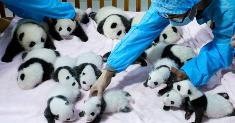 10 hechos reales que te van a llenar de felicidad