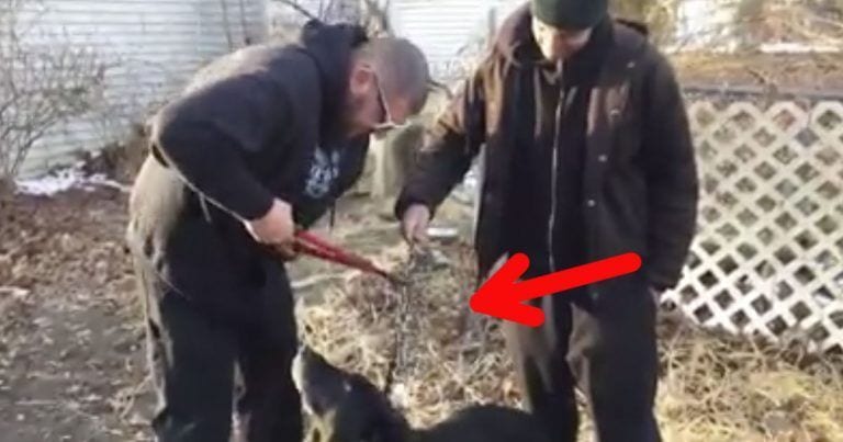 Liberan a un perro que había pasado 15 años encadenado a su caseta