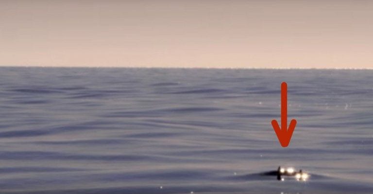 El vuelo de las mantarrayas, un espectáculo que no te puedes perder
