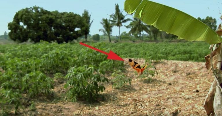 Parece una mariposa gigante, pero nunca imaginarías lo que es en realidad