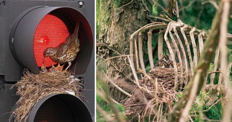 22 nidos de pájaros construidos en los lugares más extraños que puedas imaginar