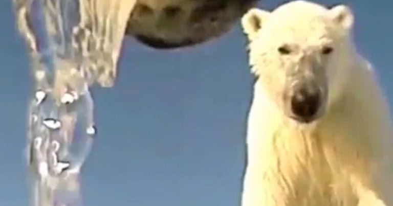 Observa los devastadores efectos del cambio climático a través de los ojos de un oso polar