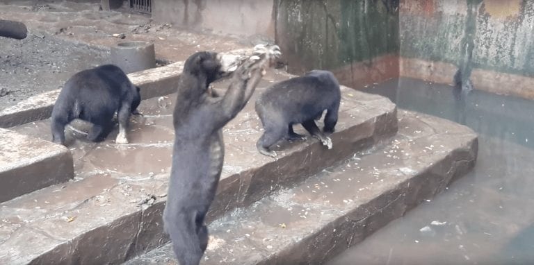 Osos hambrientos suplican por comida en un zoológico