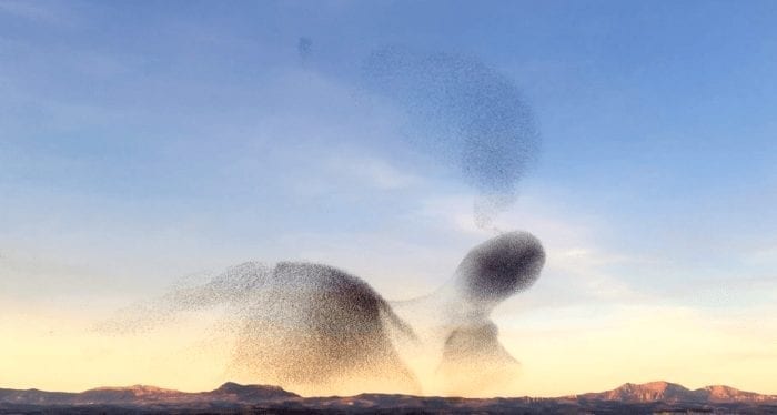 pajaros espectaculo3