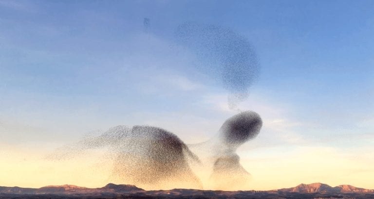 El vuelo de los estorninos: un espectáculo de la naturaleza que te dejará sin palabras