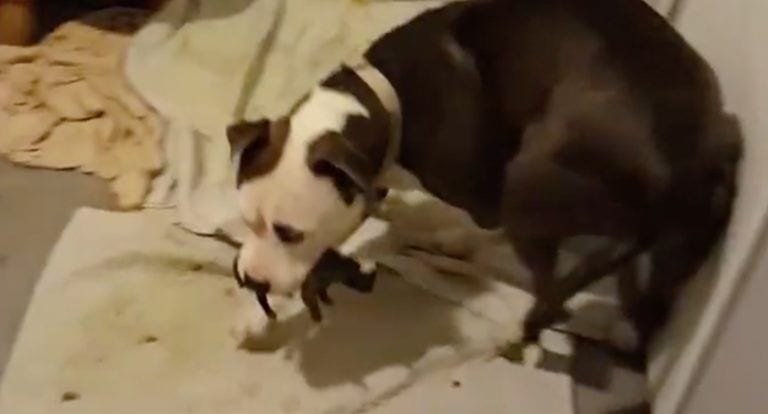 Esta pit bull rescatada hace algo sorprendente con sus cachorros después de dar a luz