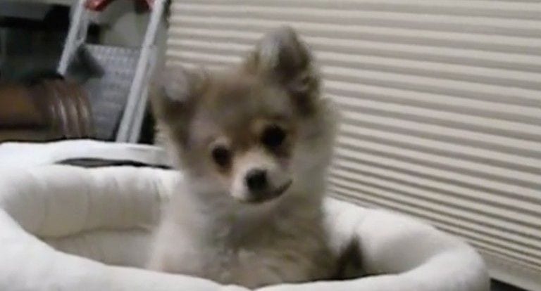 La reacción de este cachorro al oír el aullido de un lobo es lo más tierno que verás hoy